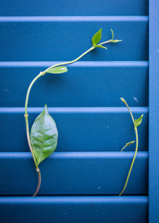 Auld Sweet Olive Bed And Breakfast New Orleans Exteriör bild